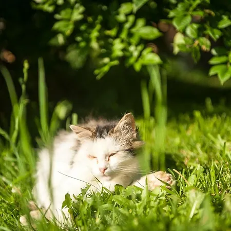 팜스테이 Puerstinghof 플라차우