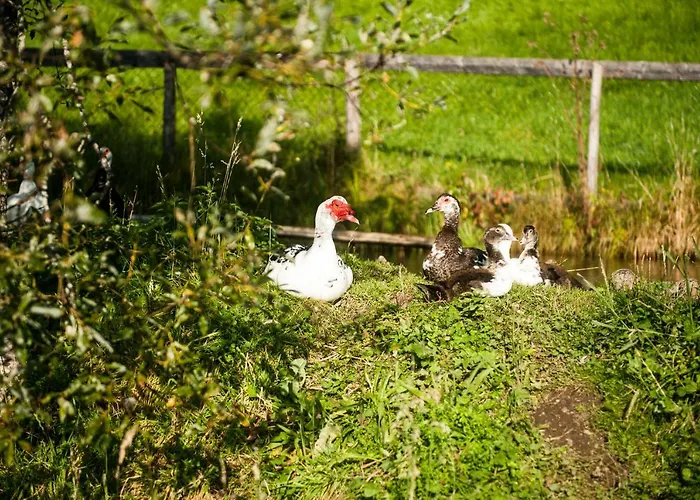 Bauernhof Pürstinghof Flachau