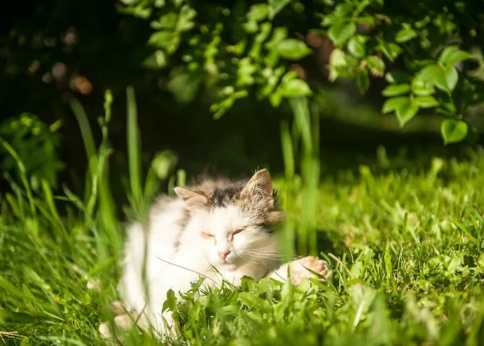 Bauernhof Pürstinghof Flachau
